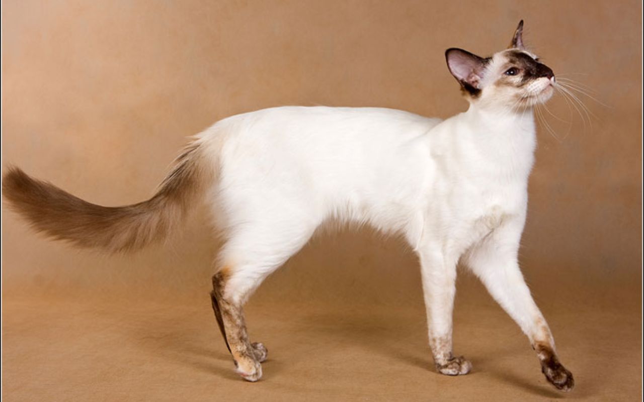 Javanese Cat