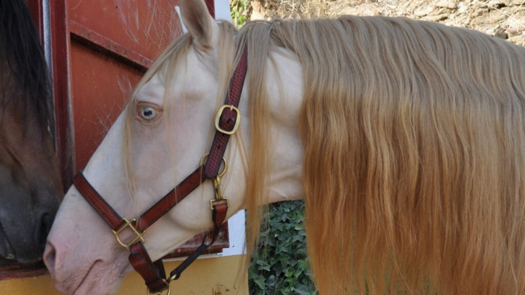 A Cremello Stallion