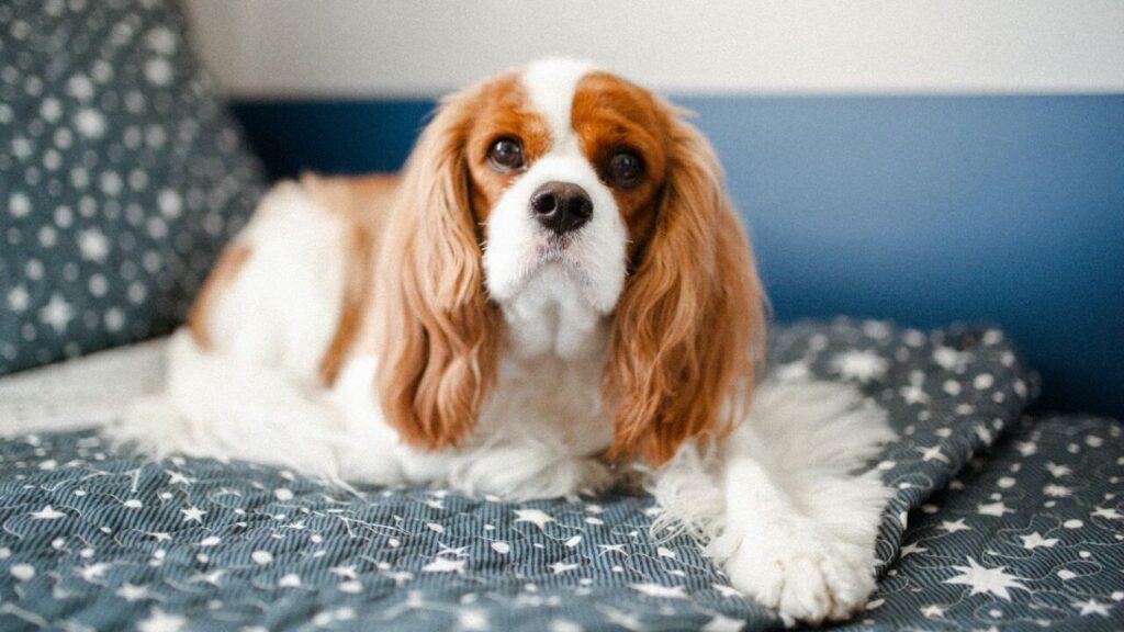 Cavalier King Charles