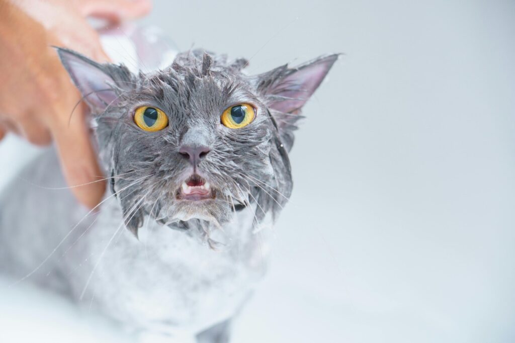 Cat Angry at bathing