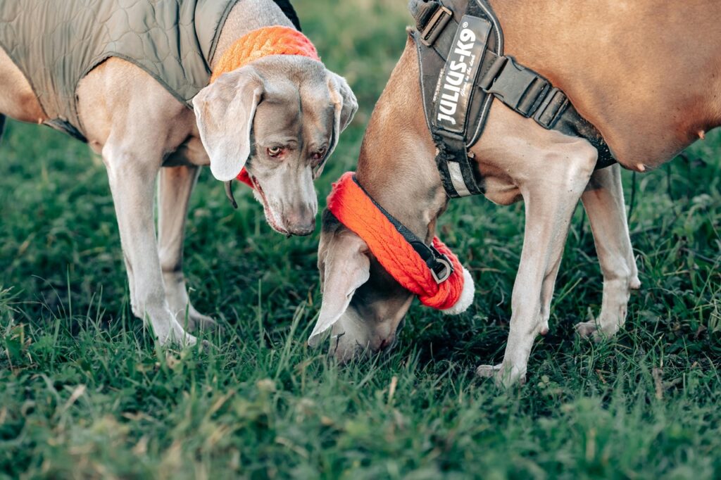 Two Weimaraner dogs enjoying outdoor exploration
