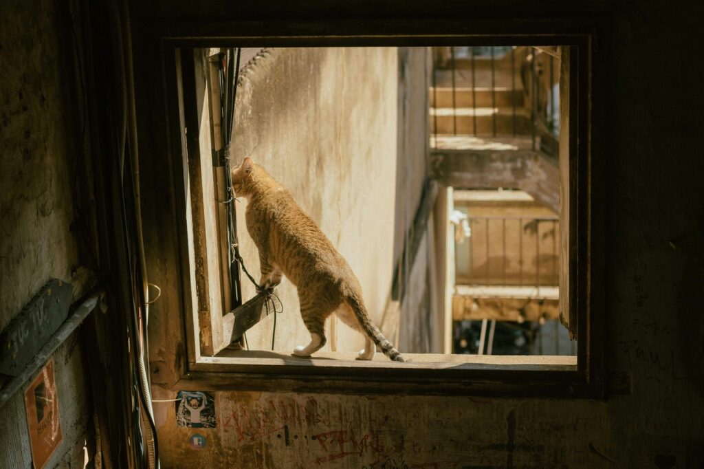 Cat peering out of a windowsill