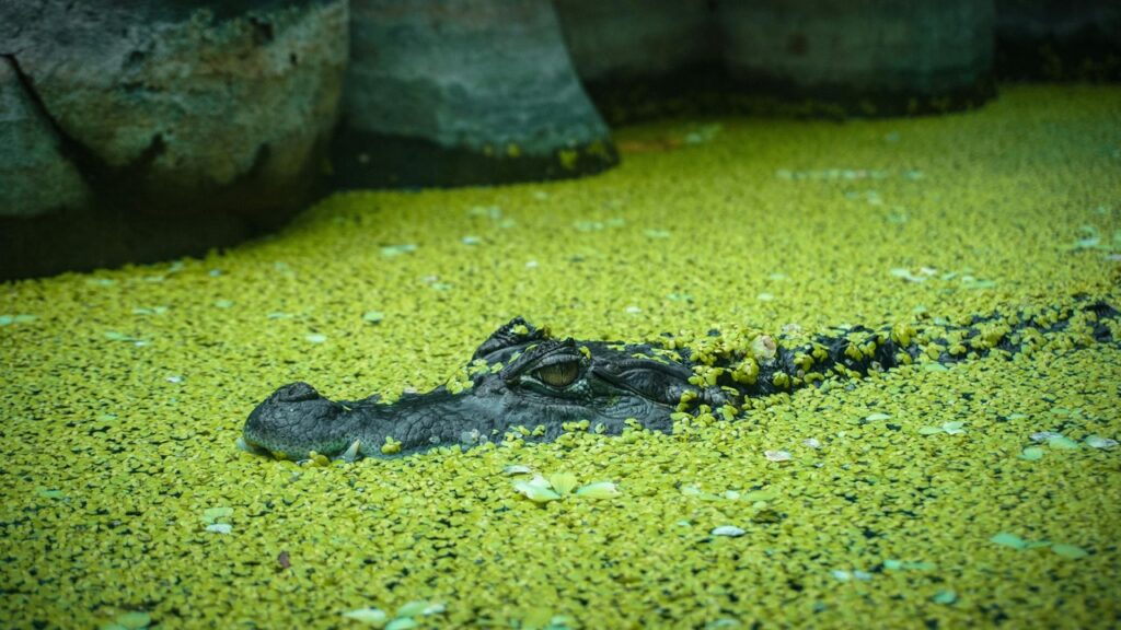 Alligator under water