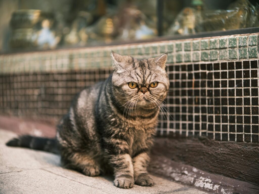 Exotic Shorthair outdoors