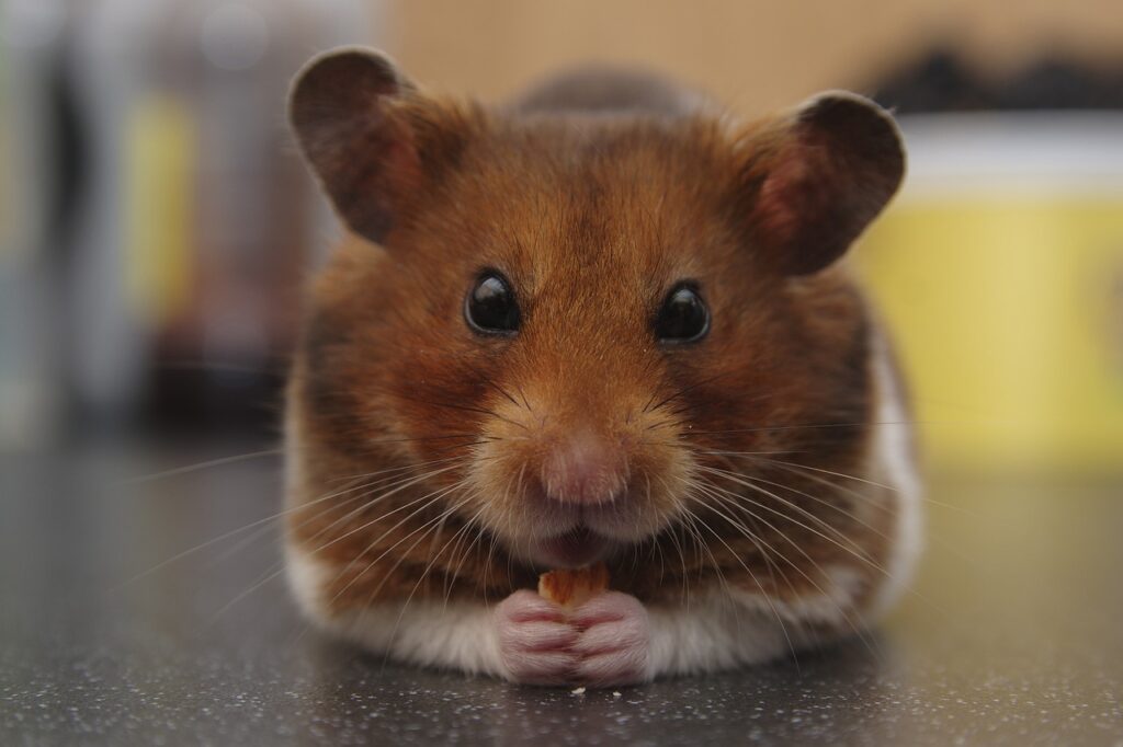 A Syrian Hamster