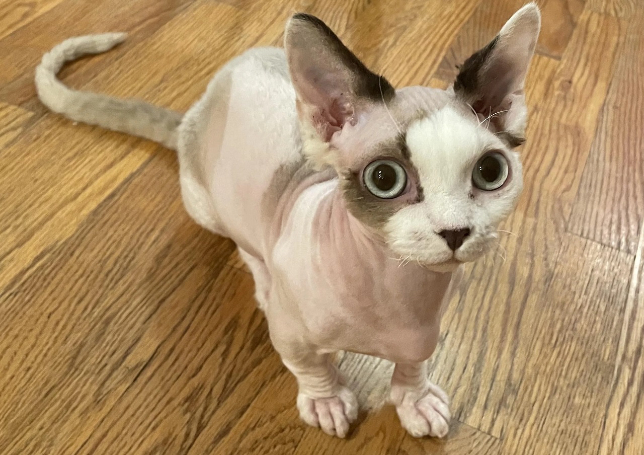 Minskin cat