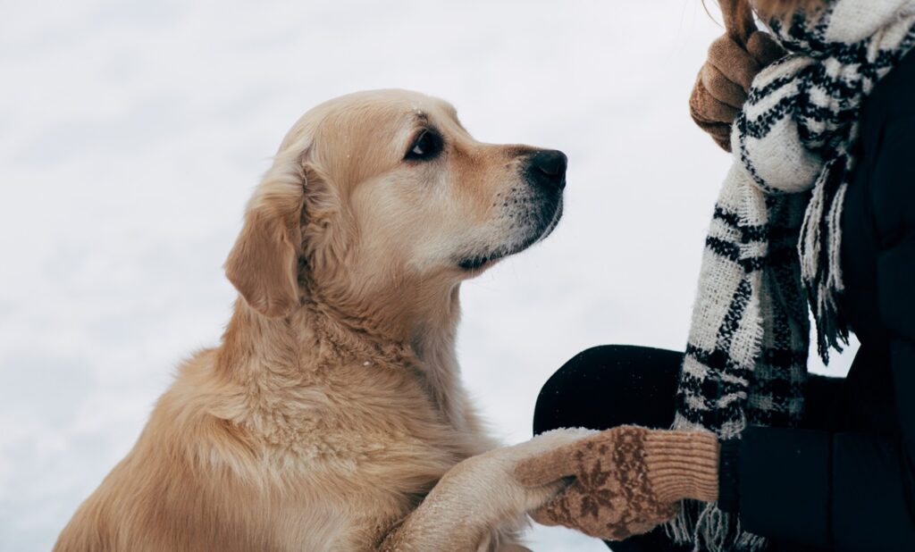 Labrador Retriever with a person