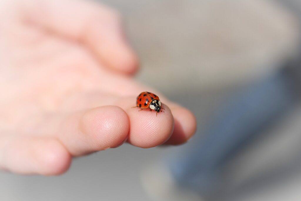 Ladybugs