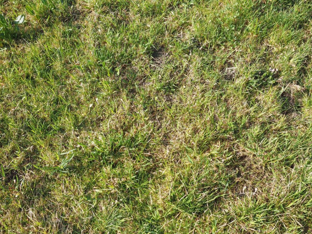 Lawn 