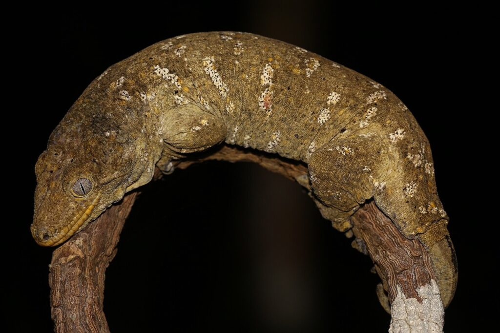 Leachianus Gecko