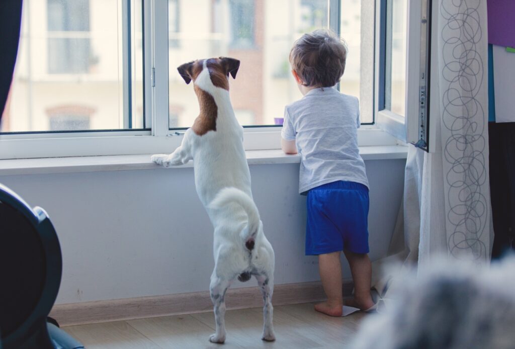 Little boy and dog look out the window