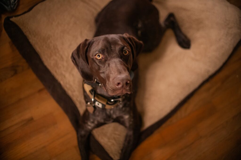 German Shorthaired Pointer looking into camera