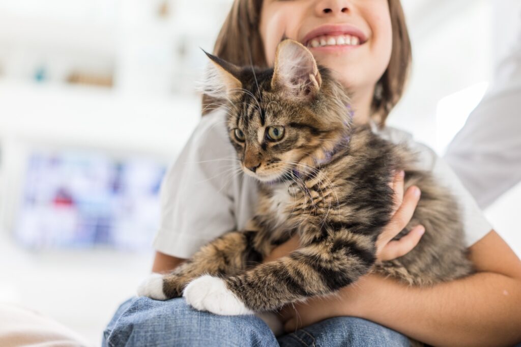 Maine Coon in the arms of a kid