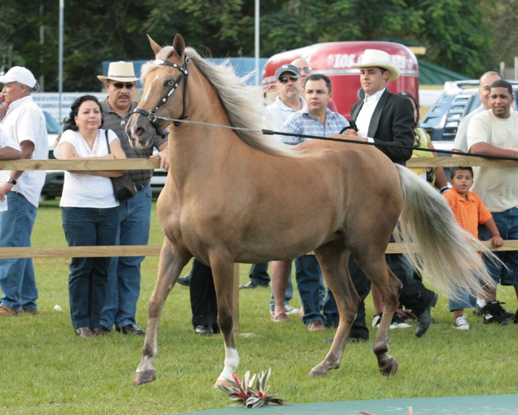 paso fino horse