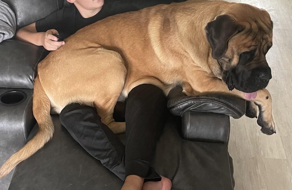 Mastiff in Lap 
