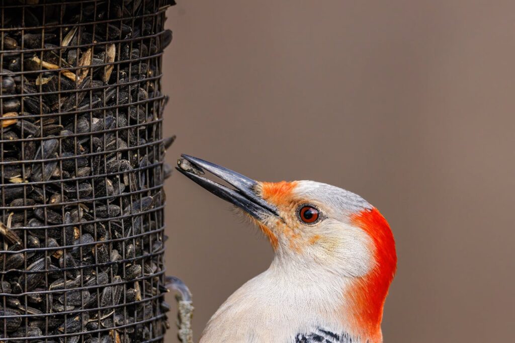 A close-up image of a male red-bellied woodpecker