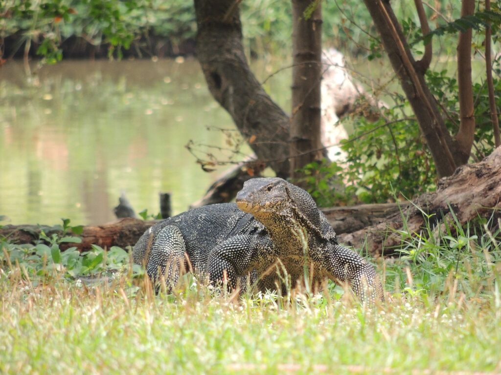 Monitor Lizard