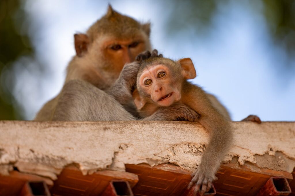 Monkey Grooming