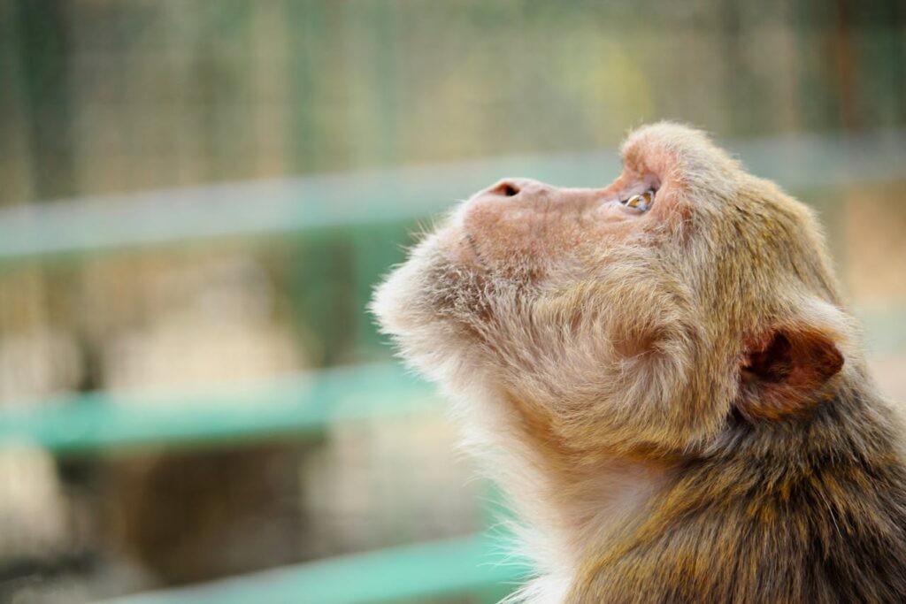 Monkey Looking up
