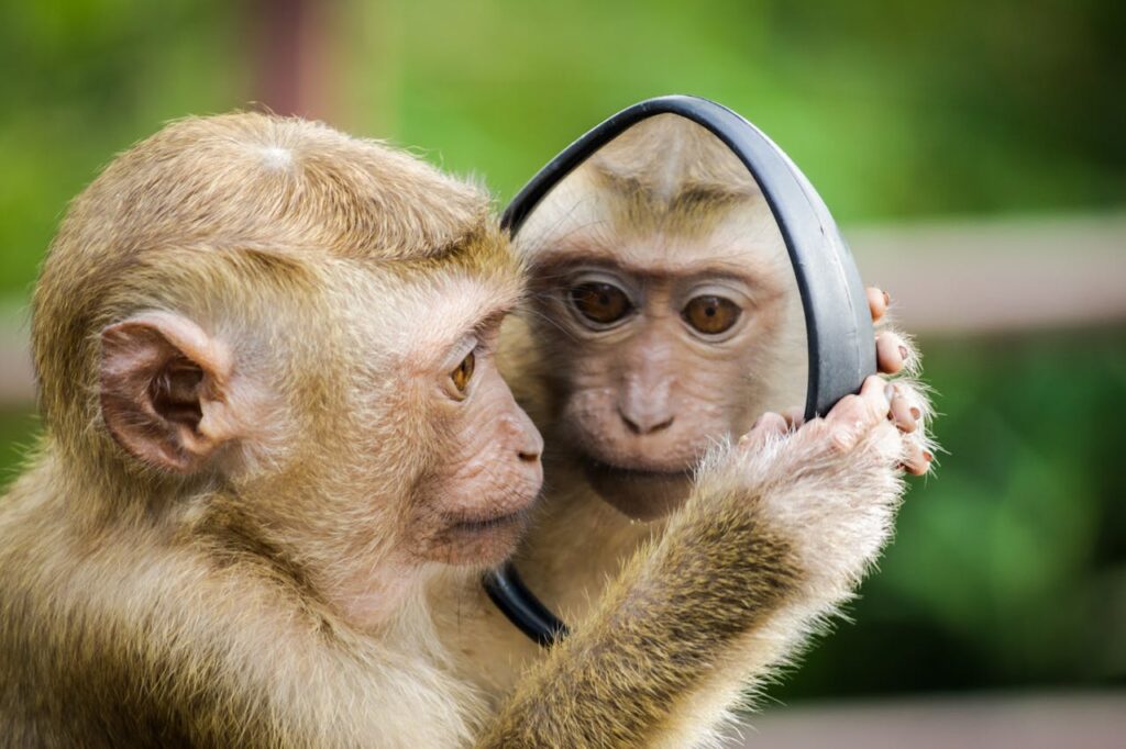 Monkey with mirror