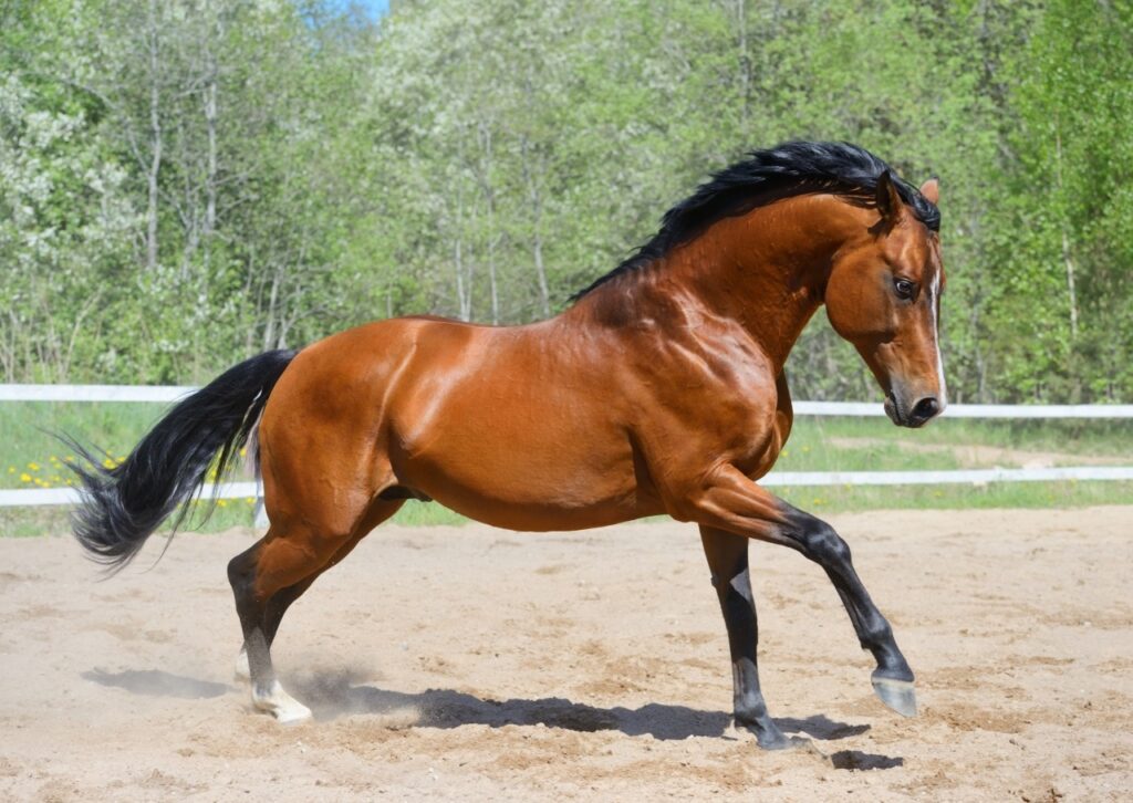 Morgan Horse