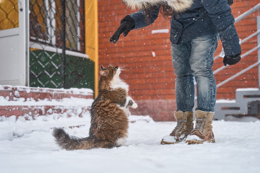 Brown cat playing with man