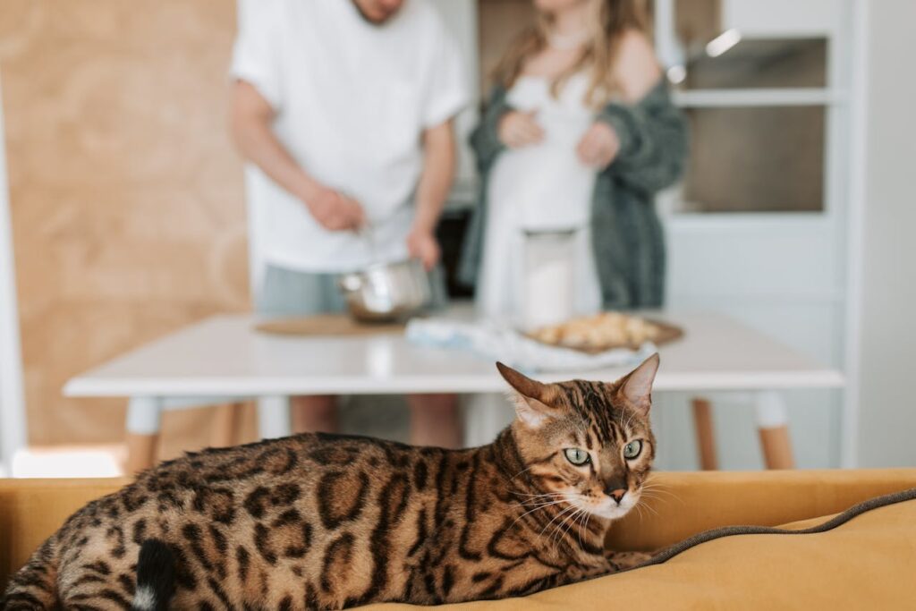 Close up photography of a bengal cat