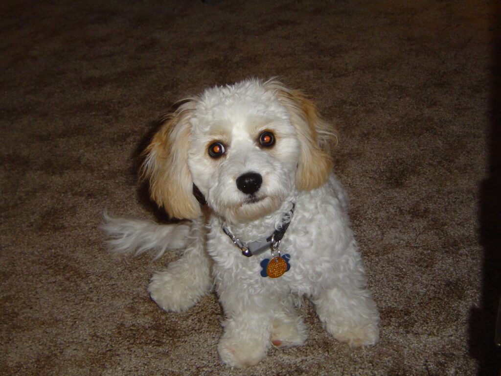 cavachon