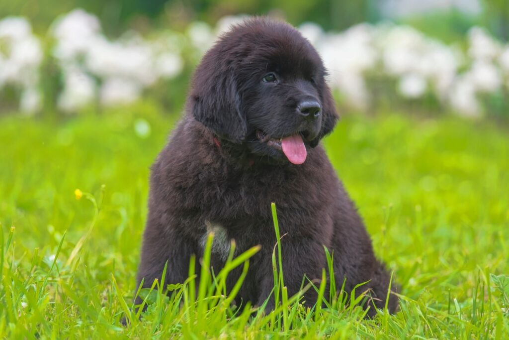 Newfoundland Puppy