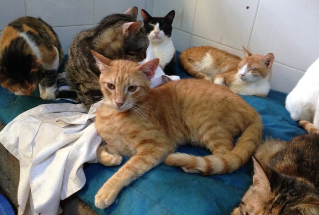 Nile Valley Egyptian Cat