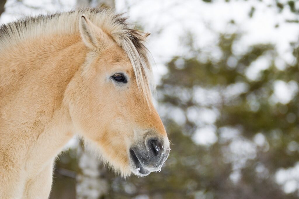 Norwegian Fjord Horse