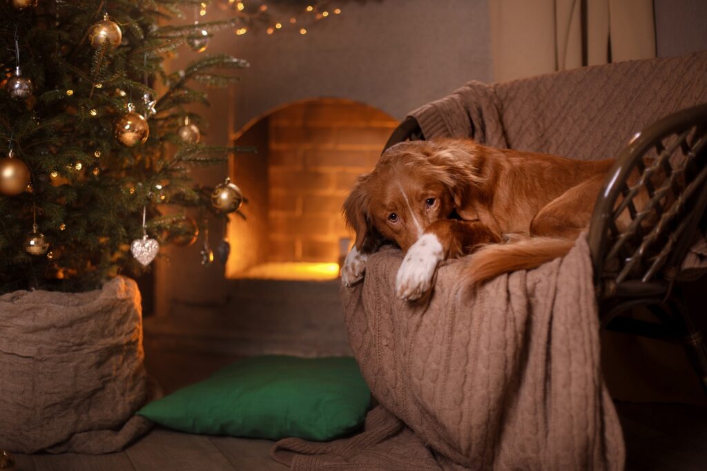 Nova Scotia Duck Tolling Retriever on a warm sofa