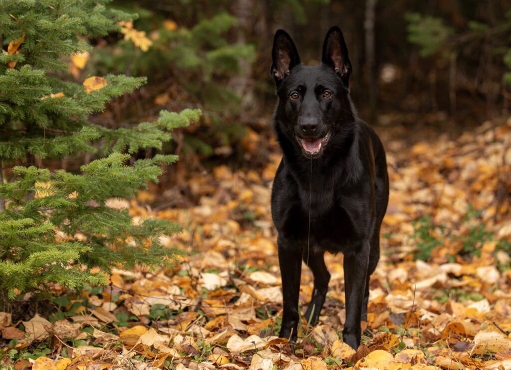 black german shepherd