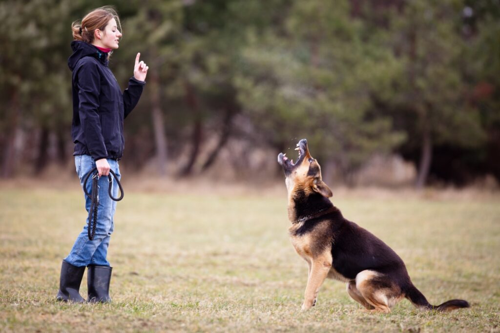 Obedience training with German Shepherd