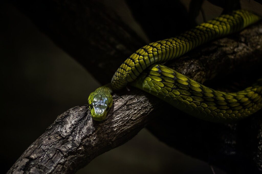 Snake enjoying its time inside a terrarium