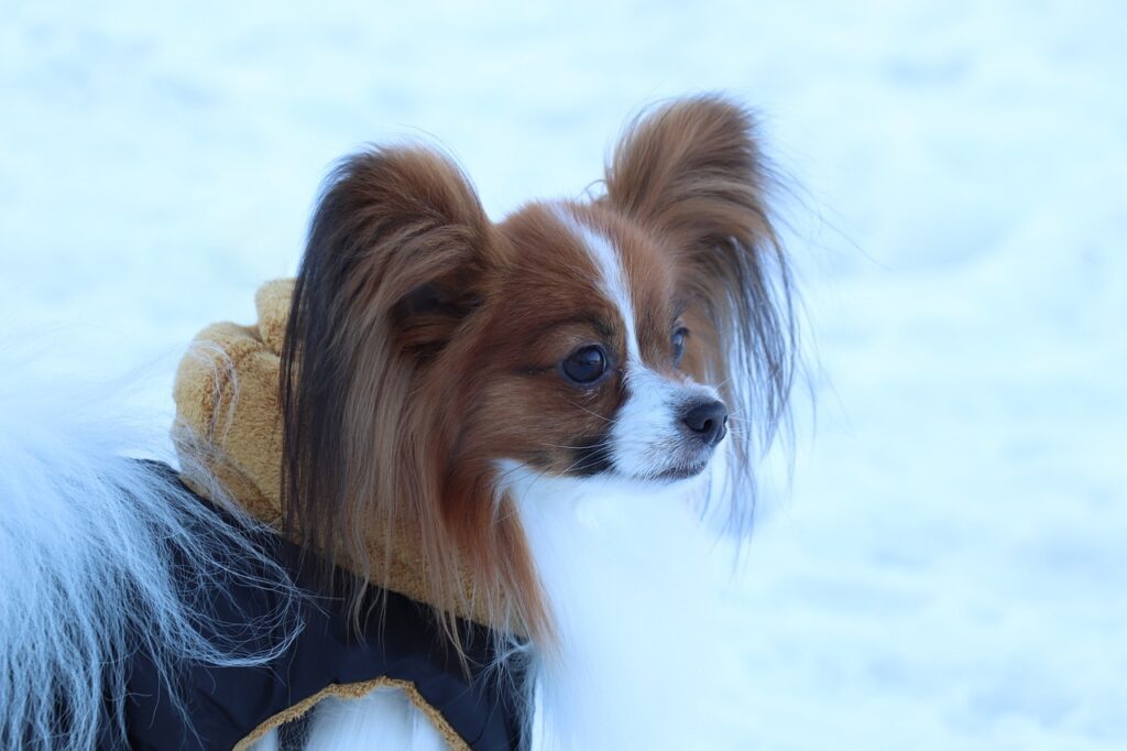 Papillon in the snow