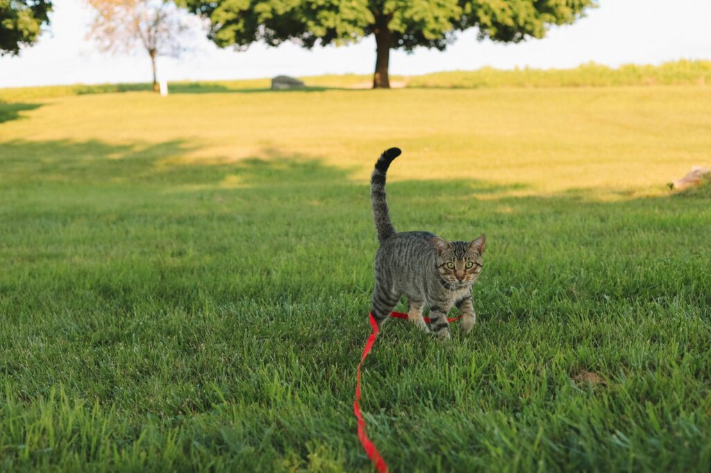 Cat on leash in an open field