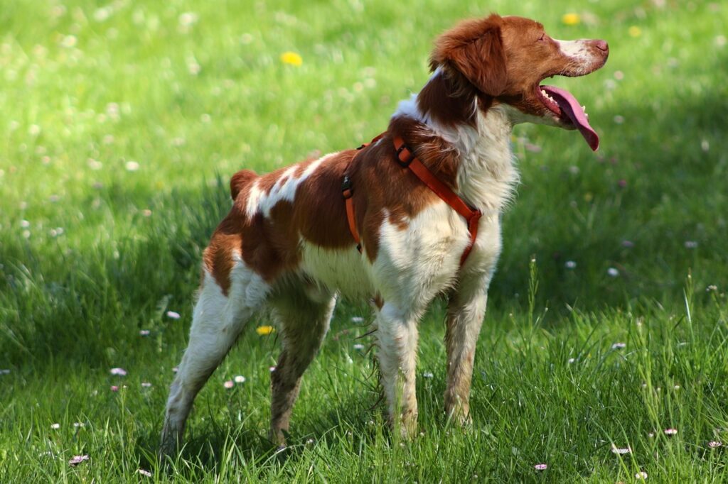 Brittany Spaniel being attentive