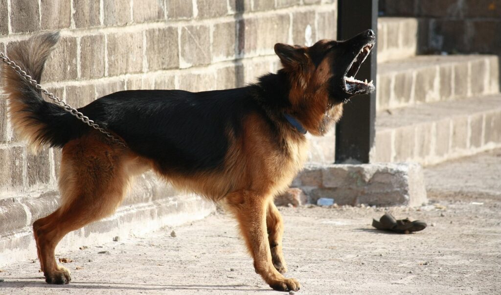 German Shepherd aggressive