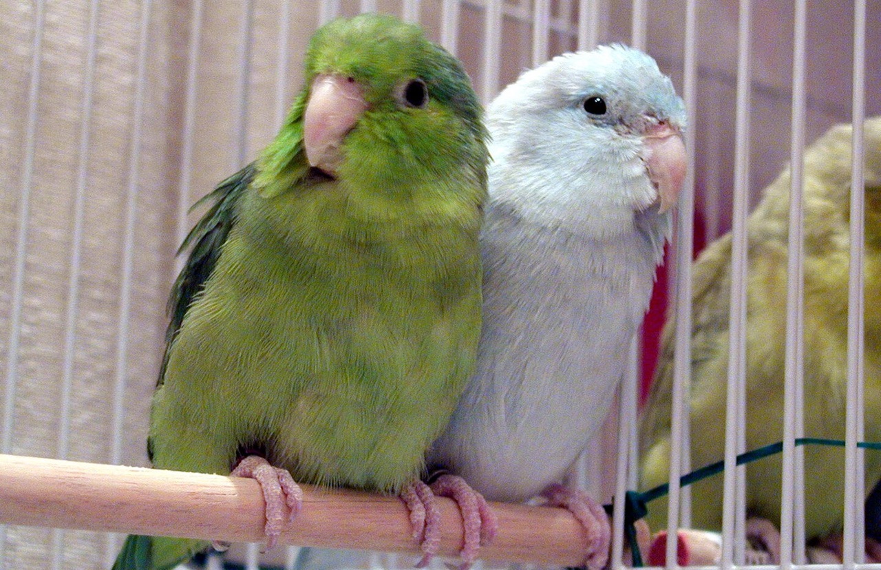 Pacific Parrotlet or celestial parrotlet