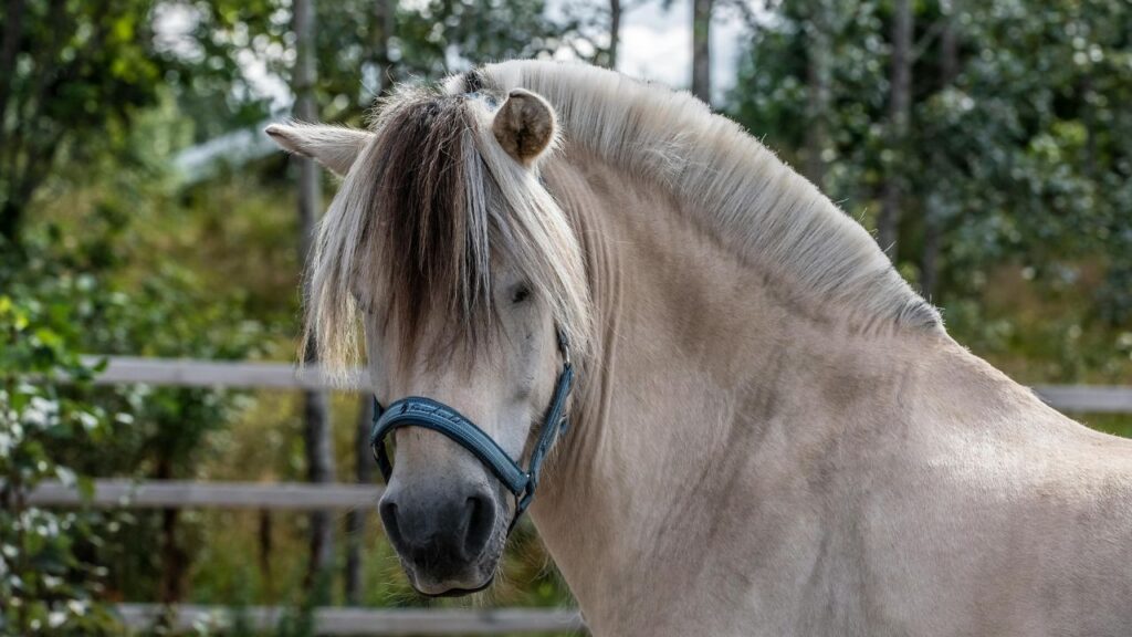 Fjord Horse