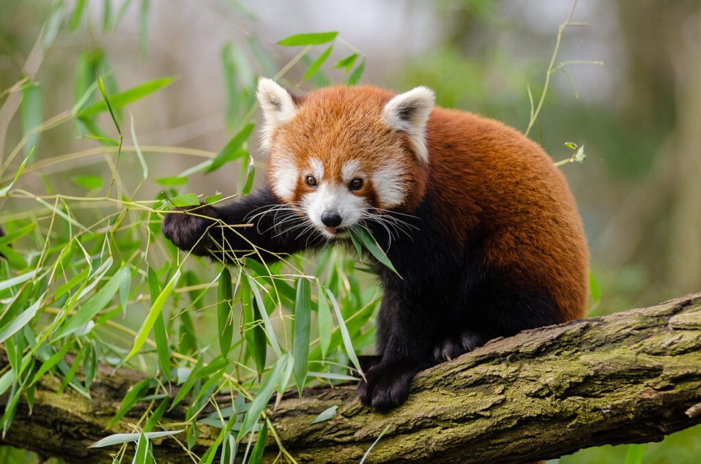 A Red panda munching