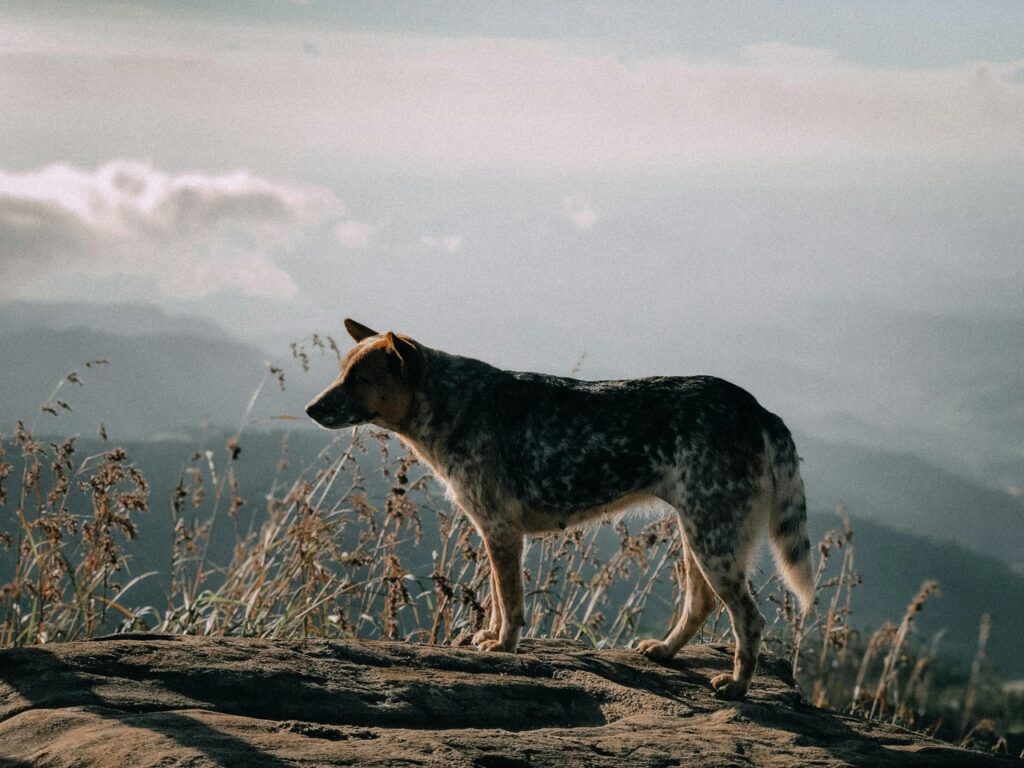 Australian Cattle dog outdoor