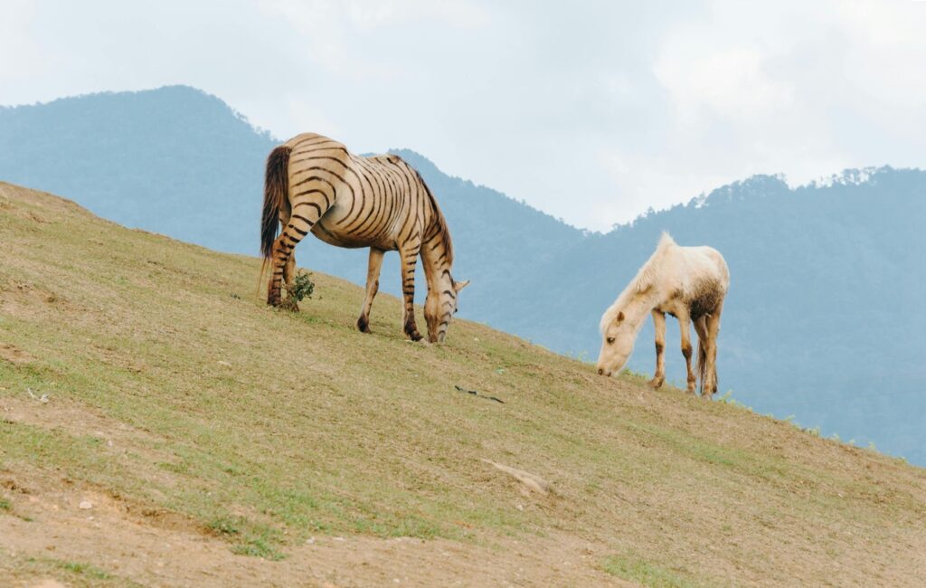 A Zebra Striped Horse