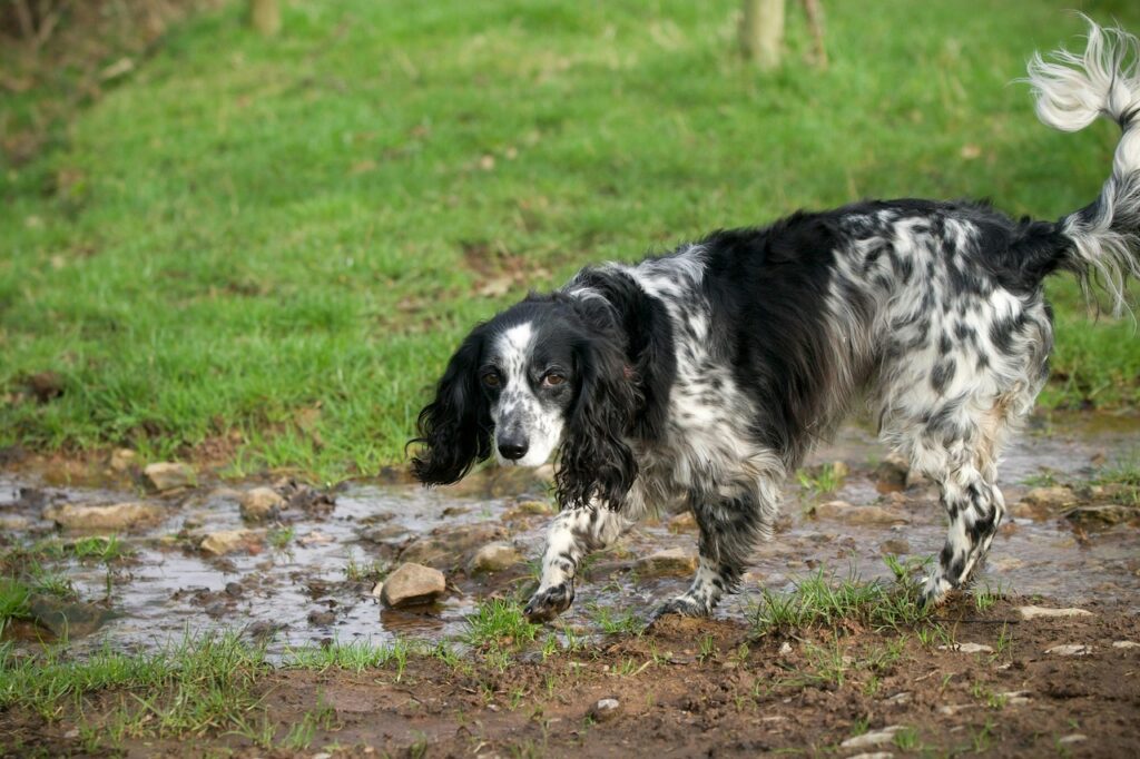 Springer Spaniel dog in the mud