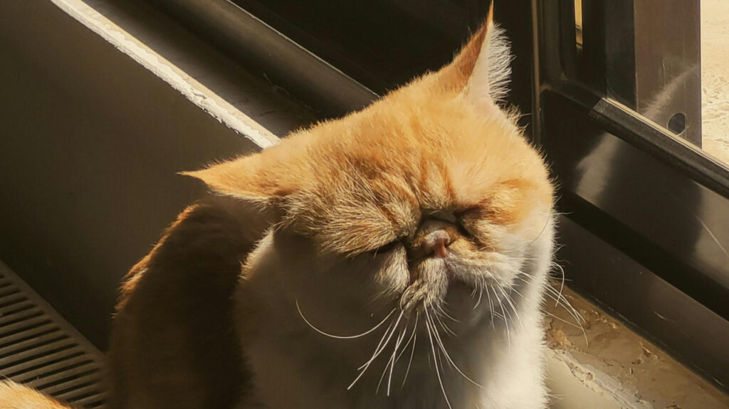 Exotic Shorthair next to window