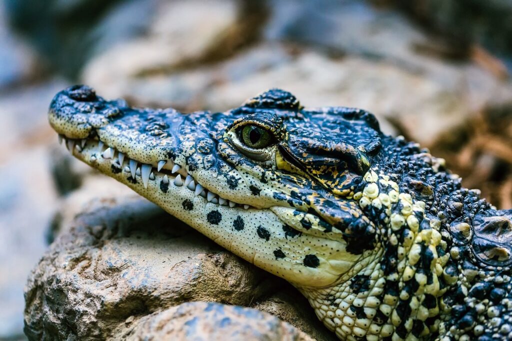 Closeup of an Alligator