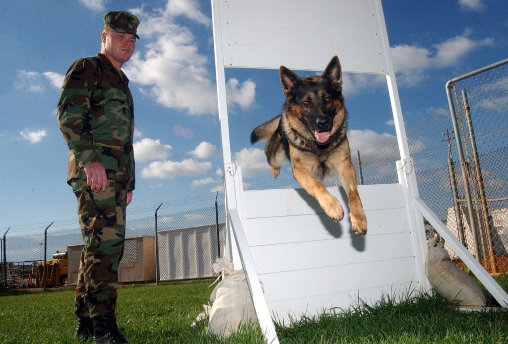 German Shepherd being trained by professional