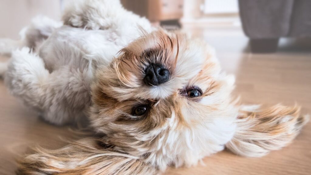 Shih Tzu