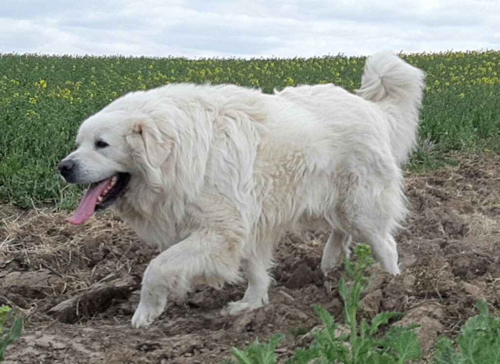 polish tetra sheepdog